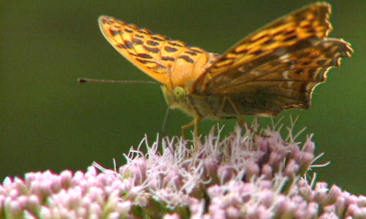 Alimentation des animaux - bilan - 3mn 50s